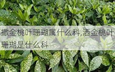 撒金桃叶珊瑚属什么科,洒金桃叶珊瑚是什么科