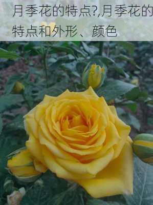 月季花的特点?,月季花的特点和外形、颜色