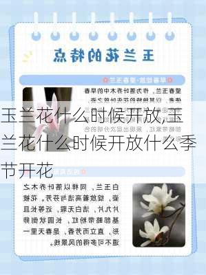 玉兰花什么时候开放,玉兰花什么时候开放什么季节开花