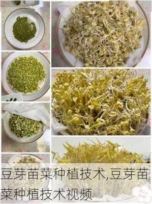 豆芽苗菜种植技术,豆芽苗菜种植技术视频