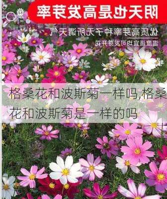 格桑花和波斯菊一样吗,格桑花和波斯菊是一样的吗