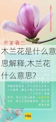 木兰花是什么意思解释,木兰花什么意思?