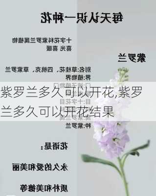 紫罗兰多久可以开花,紫罗兰多久可以开花结果