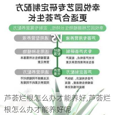 芦荟烂根怎么办才能养好,芦荟烂根怎么办才能养好呢