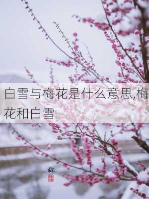 白雪与梅花是什么意思,梅花和白雪