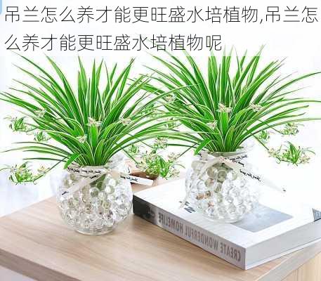 吊兰怎么养才能更旺盛水培植物,吊兰怎么养才能更旺盛水培植物呢