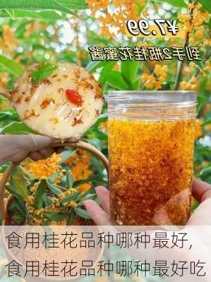 食用桂花品种哪种最好,食用桂花品种哪种最好吃