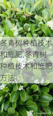 冬青树种植技术和施肥,冬青树种植技术和施肥方法