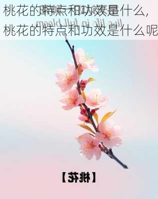 桃花的特点和功效是什么,桃花的特点和功效是什么呢