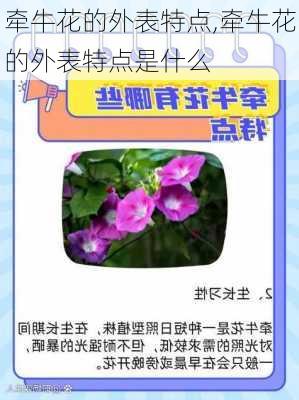 牵牛花的外表特点,牵牛花的外表特点是什么