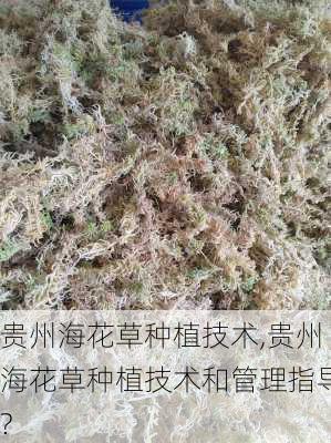 贵州海花草种植技术,贵州海花草种植技术和管理指导?