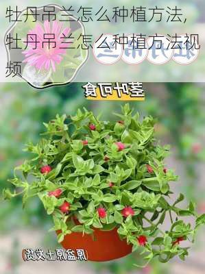 牡丹吊兰怎么种植方法,牡丹吊兰怎么种植方法视频