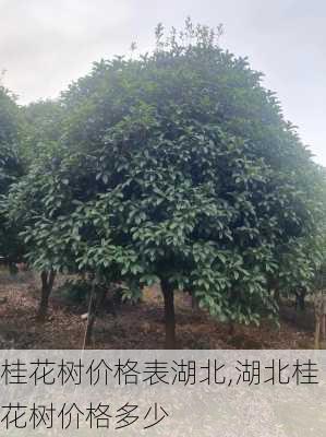 桂花树价格表湖北,湖北桂花树价格多少