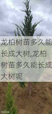 龙柏树苗多久能长成大树,龙柏树苗多久能长成大树呢