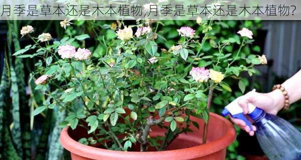 月季是草本还是木本植物,月季是草本还是木本植物?