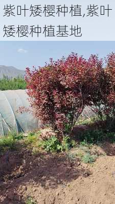 紫叶矮樱种植,紫叶矮樱种植基地