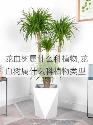 龙血树属什么科植物,龙血树属什么科植物类型