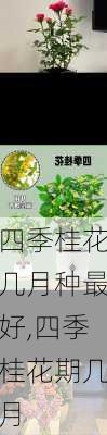 四季桂花几月种最好,四季桂花期几月