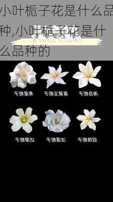 小叶栀子花是什么品种,小叶栀子花是什么品种的