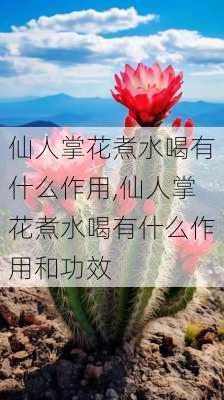 仙人掌花煮水喝有什么作用,仙人掌花煮水喝有什么作用和功效