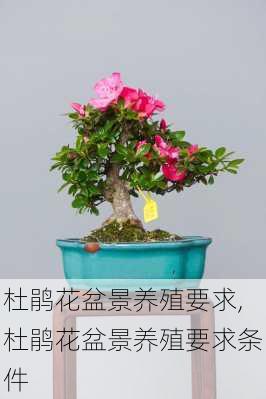 杜鹃花盆景养殖要求,杜鹃花盆景养殖要求条件