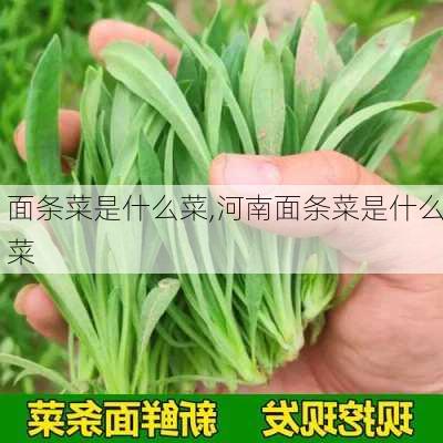 面条菜是什么菜,河南面条菜是什么菜