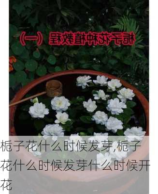 栀子花什么时候发芽,栀子花什么时候发芽什么时候开花