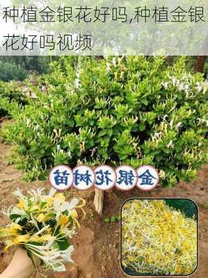 种植金银花好吗,种植金银花好吗视频