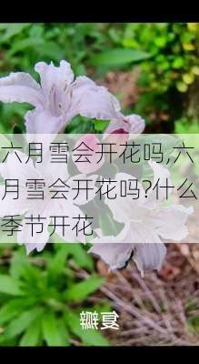 六月雪会开花吗,六月雪会开花吗?什么季节开花