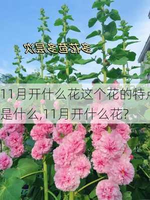 11月开什么花这个花的特点是什么,11月开什么花?