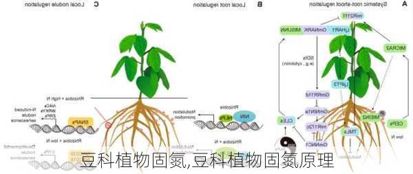 豆科植物固氮,豆科植物固氮原理