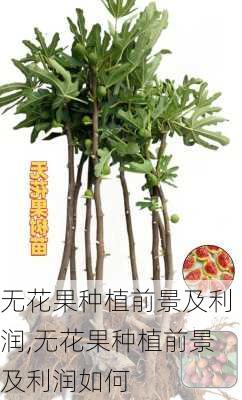 无花果种植前景及利润,无花果种植前景及利润如何