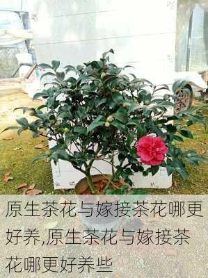 原生茶花与嫁接茶花哪更好养,原生茶花与嫁接茶花哪更好养些