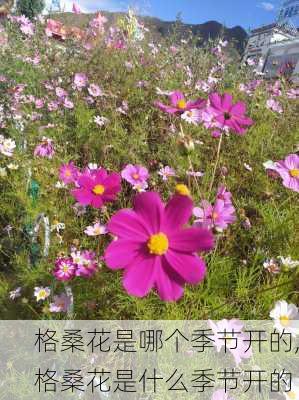 格桑花是哪个季节开的,格桑花是什么季节开的