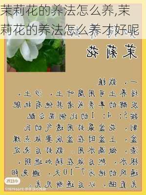 茉莉花的养法怎么养,茉莉花的养法怎么养才好呢