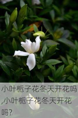 小叶栀子花冬天开花吗,小叶栀子花冬天开花吗?