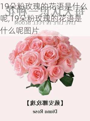 19朵粉玫瑰的花语是什么呢,19朵粉玫瑰的花语是什么呢图片