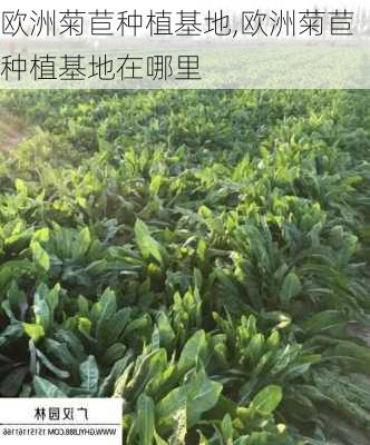 欧洲菊苣种植基地,欧洲菊苣种植基地在哪里