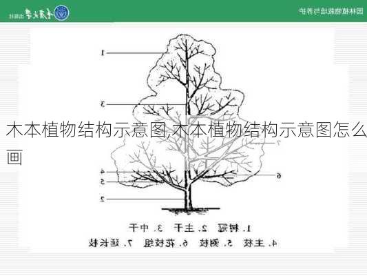 木本植物结构示意图,木本植物结构示意图怎么画