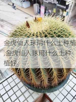 金虎仙人球用什么土种植,金虎仙人球用什么土种植好