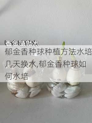 郁金香种球种植方法水培几天换水,郁金香种球如何水培