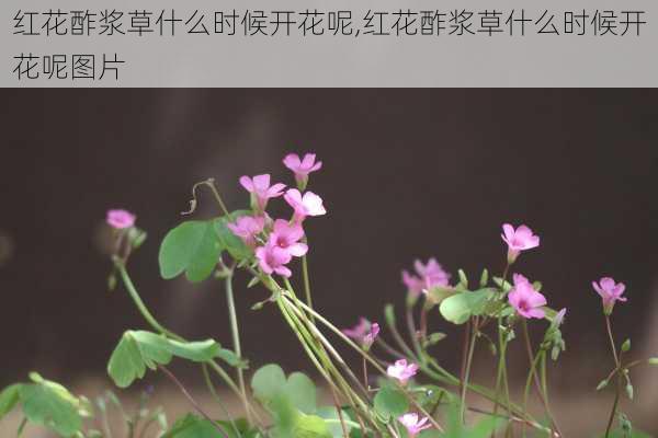 红花酢浆草什么时候开花呢,红花酢浆草什么时候开花呢图片