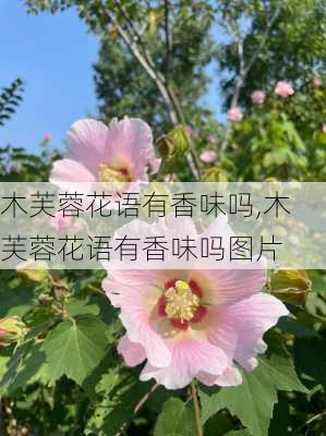 木芙蓉花语有香味吗,木芙蓉花语有香味吗图片