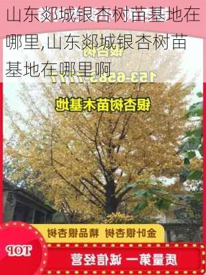 山东郯城银杏树苗基地在哪里,山东郯城银杏树苗基地在哪里啊