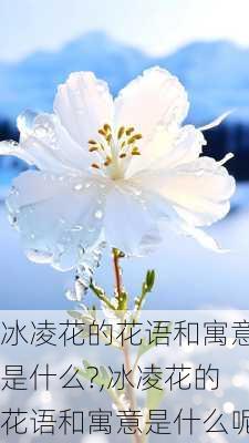 冰凌花的花语和寓意是什么?,冰凌花的花语和寓意是什么呢