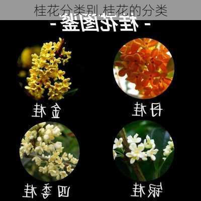 桂花分类别,桂花的分类