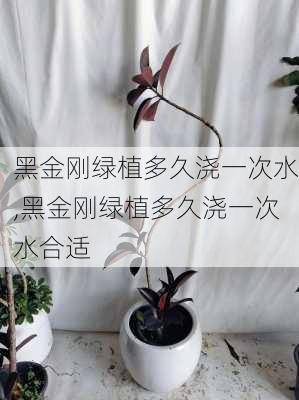 黑金刚绿植多久浇一次水,黑金刚绿植多久浇一次水合适