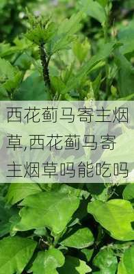 西花蓟马寄主烟草,西花蓟马寄主烟草吗能吃吗