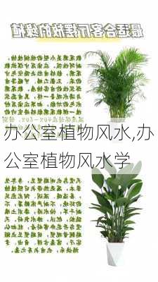 办公室植物风水,办公室植物风水学