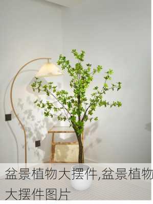 盆景植物大摆件,盆景植物大摆件图片